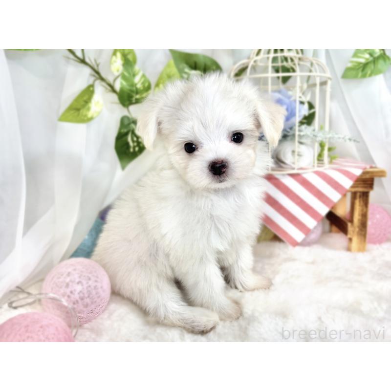 成約済の滋賀県のチワマル:チワワ×マルチーズ-410366の3枚目